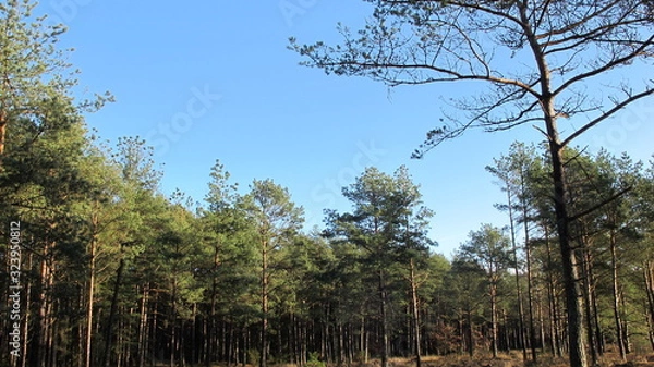 Obraz trees in the sky