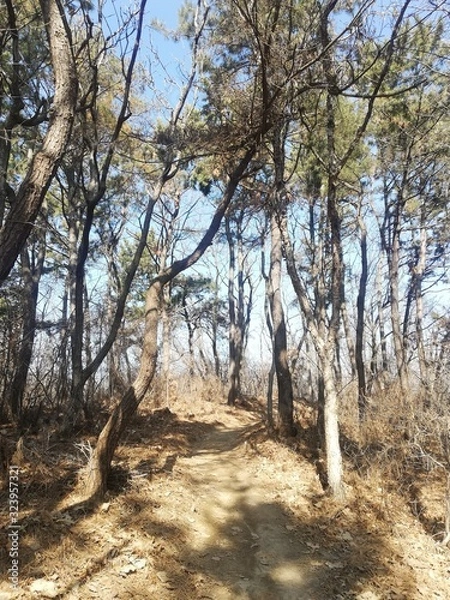 Obraz trees in forest