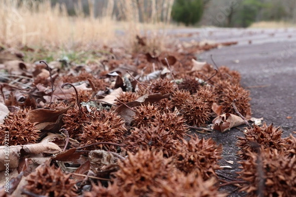 Fototapeta Piles of seed pods from a Sweet Gum tree 