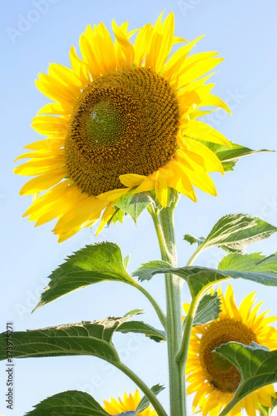 Obraz single sunflower in backlight. vertical photo