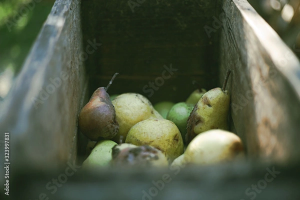 Fototapeta A bunch of pears in the fruit grinder machine, fruits in wooden fruit mill in garden, preparation for home making alcohol