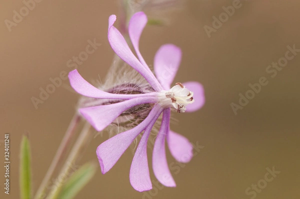 Fototapeta Silene colorata Cloven-Petalled Campion star-shaped purple flower very common on the edge of roads and nitrified meadows of Andalusia