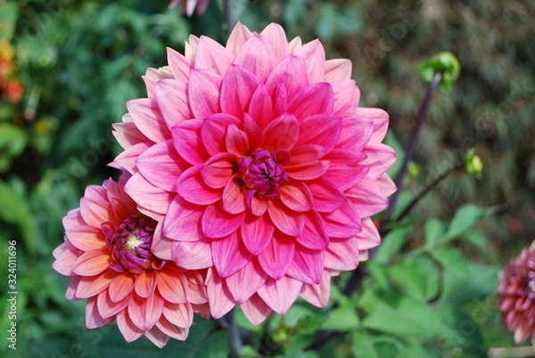 Obraz Magenta Flowers 2