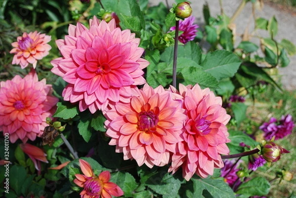 Obraz Magenta flowers 1