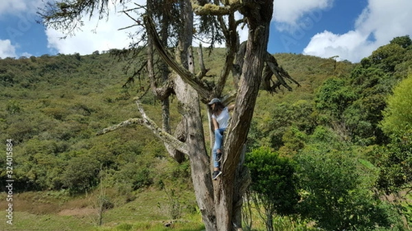 Fototapeta Tree