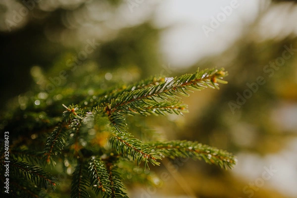 Fototapeta close up of pine tree branch in winter