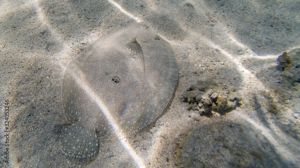 Obraz poisson sole - ile de la Réunion