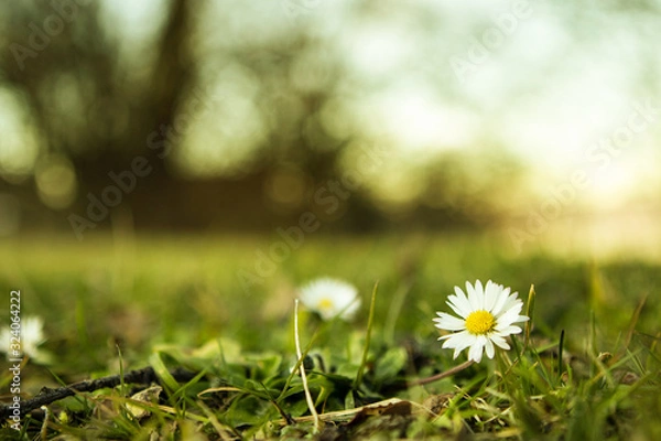 Fototapeta daisy flower in a filed with green grass, trees and sunset