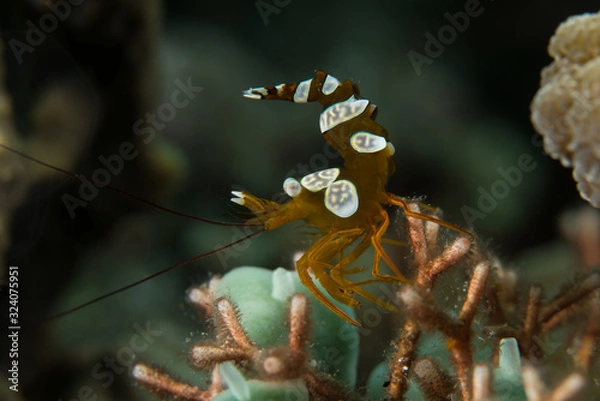 Obraz Squat shrimp with a raised tail