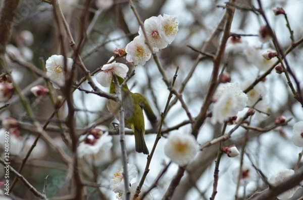 Fototapeta メジロと白梅