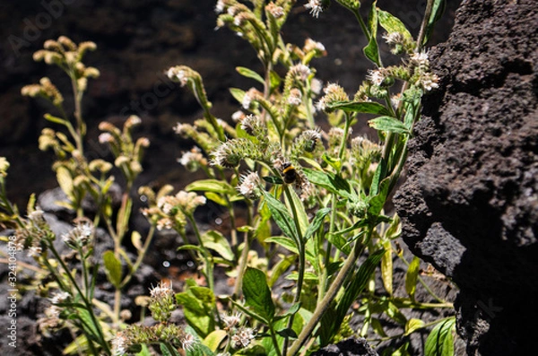 Obraz Abeja en Conguillio