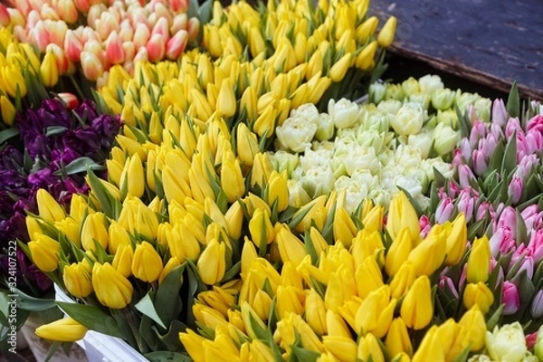 Fototapeta Tulips III