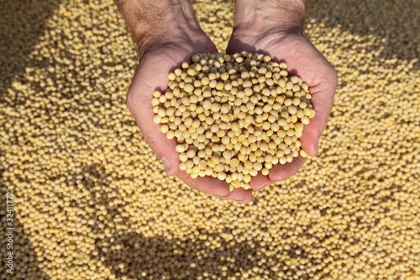 Fototapeta Soybean harvest, peasant hands with soy