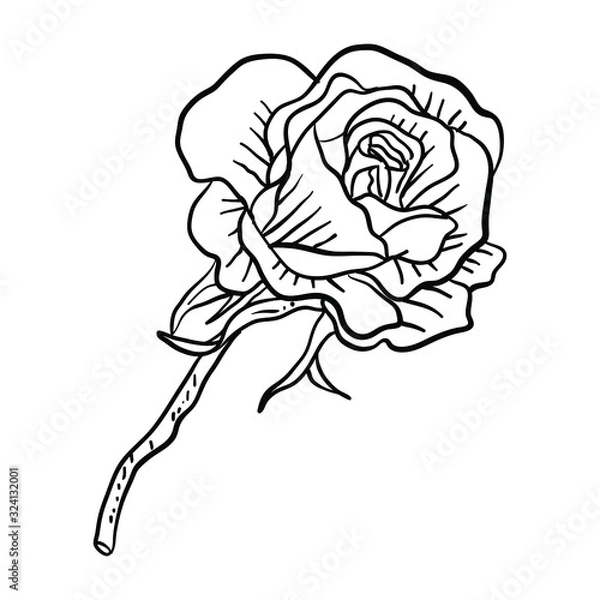 Obraz Vector Illustration Single Flower line drawing