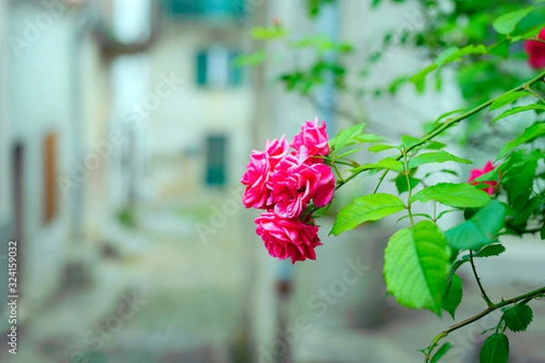 Obraz Rose in Beli