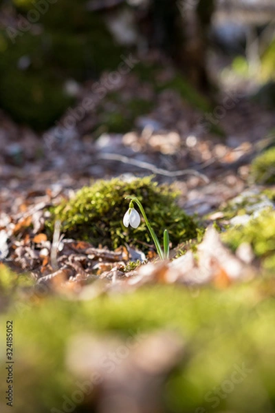 Fototapeta snowdrop