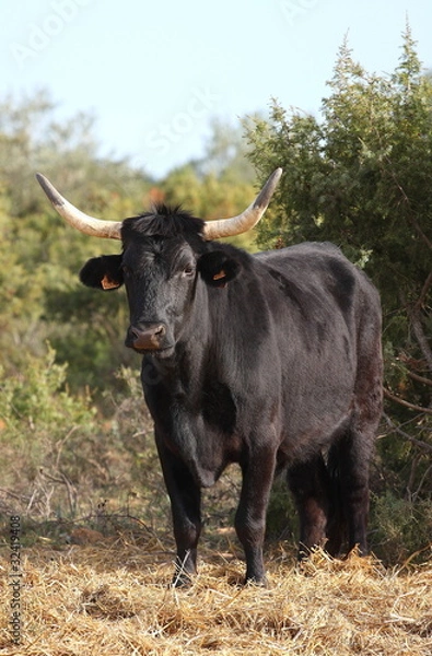 Obraz taureau de camargue