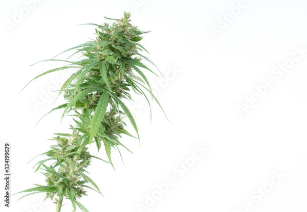 Obraz fresh marijuana flower isolated