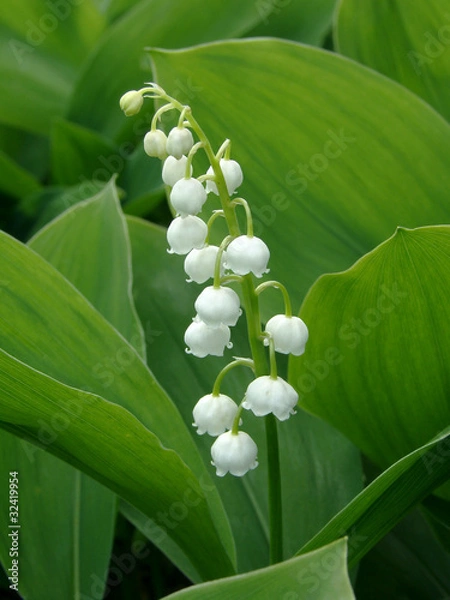 Obraz lily of the valley