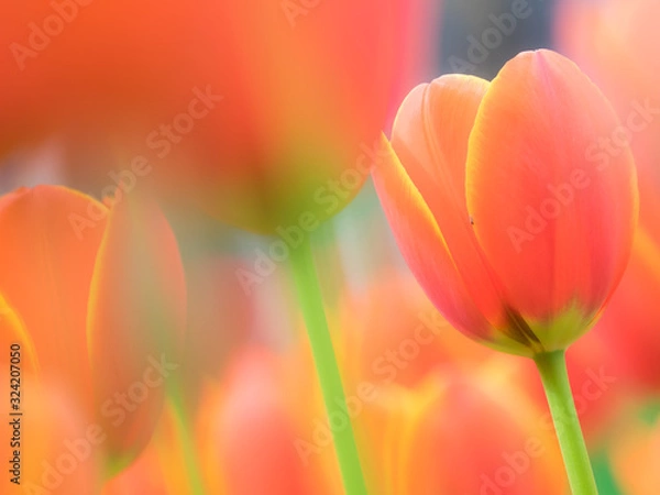 Fototapeta チューリップ tulip 7