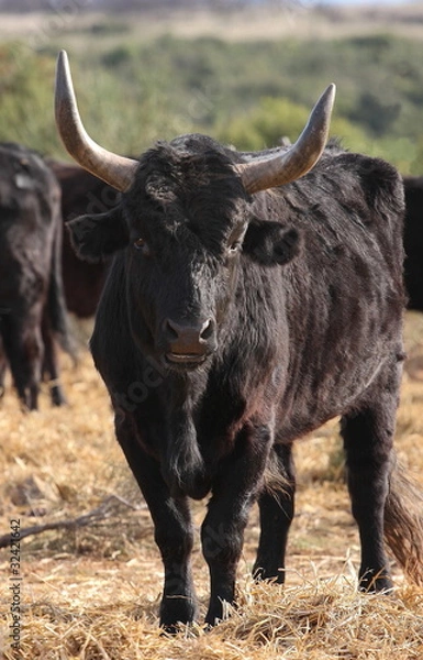 Obraz taureau de camargue