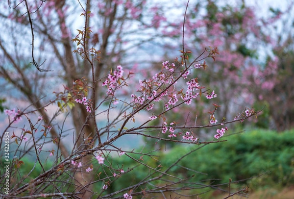 Fototapeta pink flower closeup background