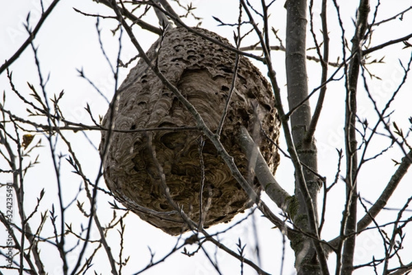 Obraz Vue sur un nid de frelons Asiatique Vespa velutina, dans un arbre, Vendée,France