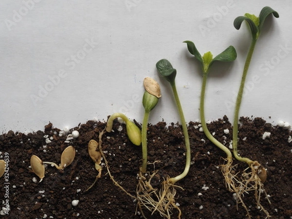 Fototapeta Imitation of pumpkin seed growth, from a small sprout to leaves on a section of the soil. Green sprouts