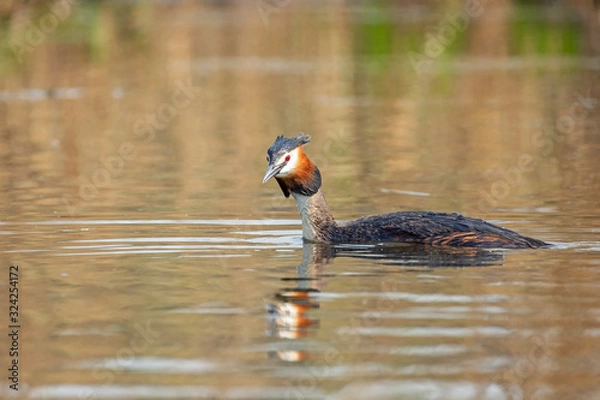 Fototapeta The great crested grebe (Podiceps cristatus) is a member of the grebe family. 