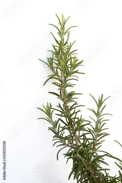 Fototapeta rosemary aromatic plant isolated on white background with copy space for your text