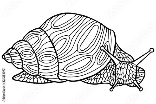 Obraz Vector illustration. Hand drawing snail. Coloring page. The original print. Illustration for a children's book. Coloring book for children and adults.
