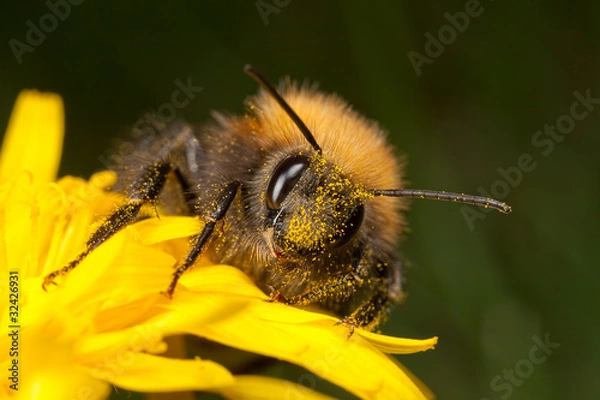 Obraz Tree Bee - Bombus hypnorum