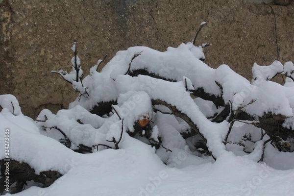 Fototapeta snow covered trees in winter