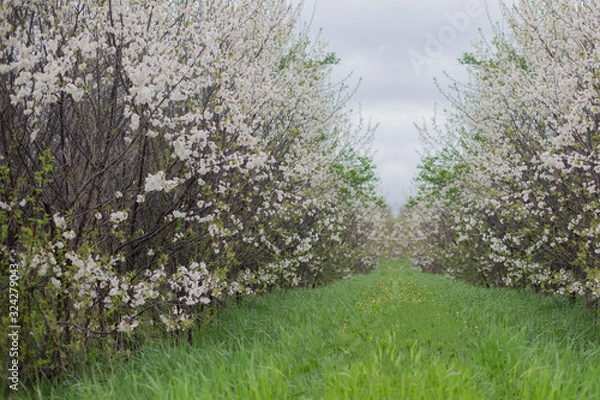 Obraz orchard in bloom