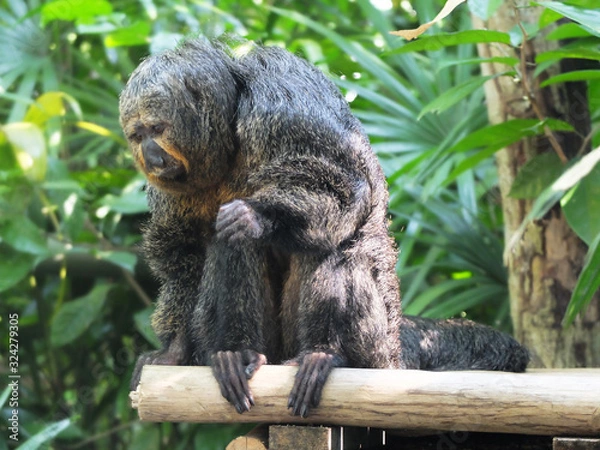 Obraz Sitting monkey on a green background
