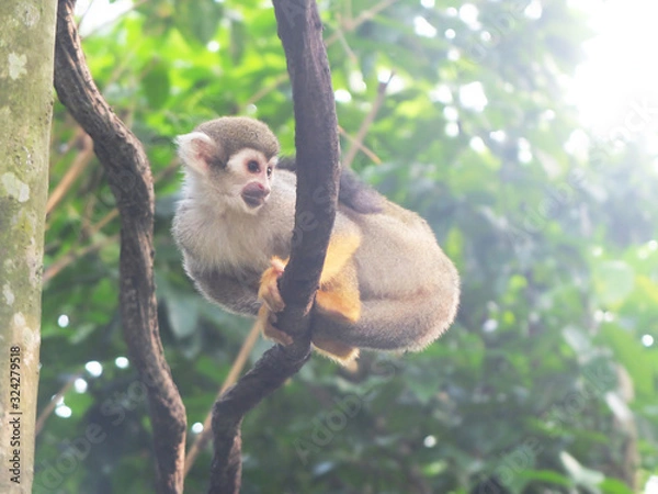 Obraz Sitting monkey on a green background
