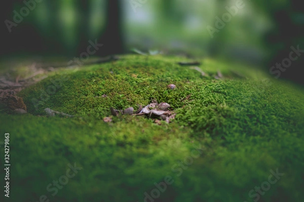 Obraz moss forest
