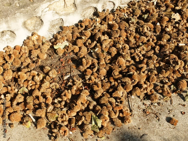 Obraz Ripe chestnuts falling to the ground