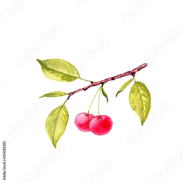 Obraz watercolor drawing branch of cherry tree