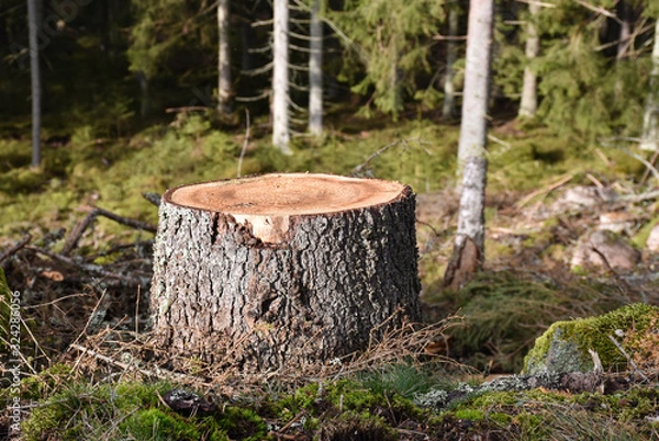 Obraz Tree stump close up
