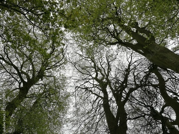 Obraz tree in spring