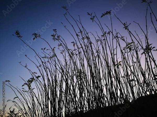 Obraz grass and night sky