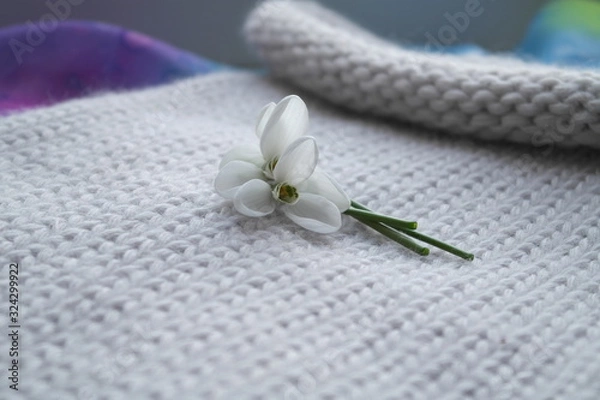 Obraz FIRST SNOWDROWS  AND KNITTED BACKGROUND