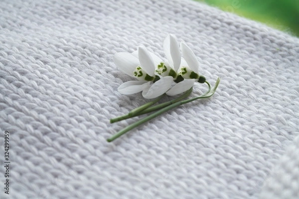 Obraz FIRST SNOWDROWS  AND KNITTED BACKGROUND