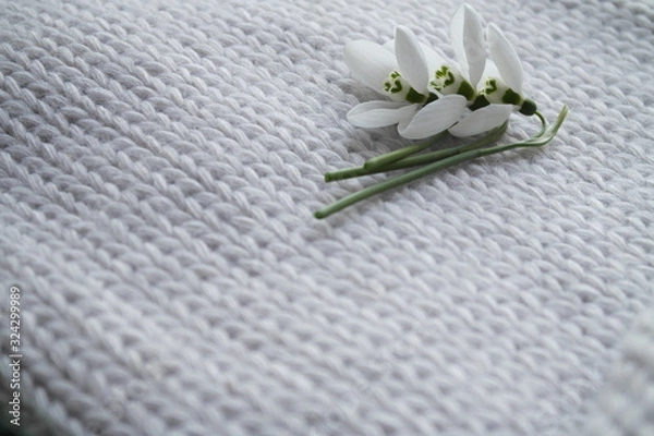 Obraz FIRST SNOWDROWS  AND KNITTED BACKGROUND