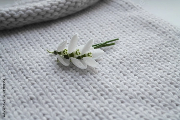 Obraz FIRST SNOWDROWS  AND KNITTED BACKGROUND