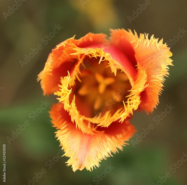 Obraz tulip
