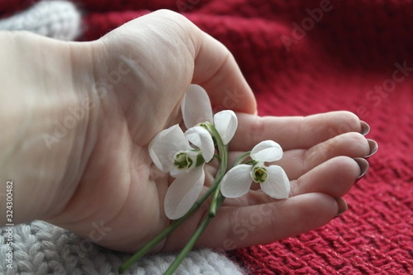 Obraz FIRST SNOWDROWS ON HAND AND KNITTED BACKGROUND