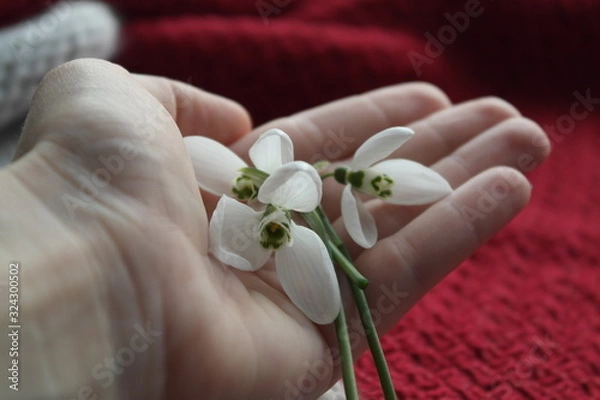 Obraz FIRST SNOWDROWS ON HAND AND KNITTED BACKGROUND