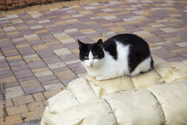 Obraz cat on the pipe